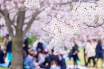 「職場の花見」はお金も労力もムダ？　廃止する会社も