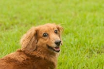 愛犬のトラブル　リードを付けていない場合は飼い主の責任