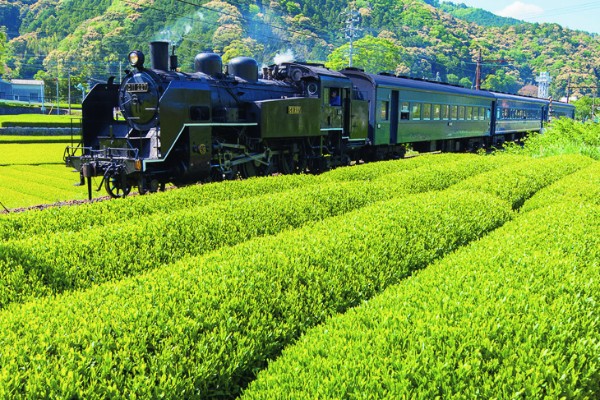 SLをほぼ毎日運転（写真提供／大井川鐵道）