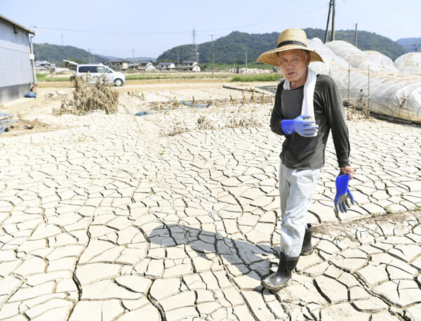 豪雨の後に襲った猛暑で倉敷市の畑は干上がった（写真／共同通信社）