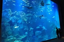 達人が教える「1人水族館」の魅力　年パス導入すればまさに最強