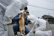 東日本大震災、熊本地震、西日本豪雨…被災地のペットの状況