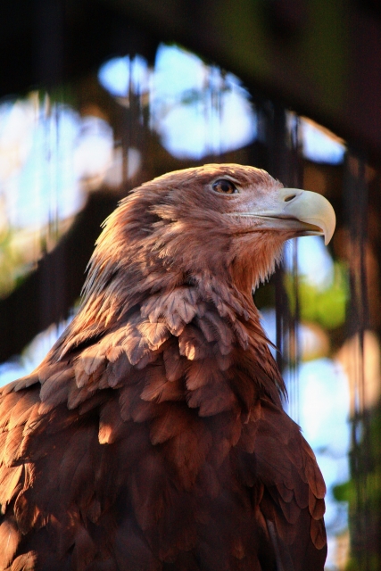 動物にまつわる名字が少ない理由 鳥は特に使いにくい Newsポストセブン