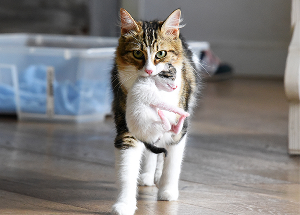 阪神大震災時に4割の猫が異常行動 野良猫は感知能力高い Newsポストセブン