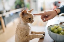 猫のしつけに「鞭」は不必要　悪いことをしたら「無視」で