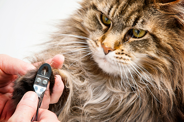 自宅で安全に愛猫の爪を切る方法 ギロチンタイプがおすすめ Newsポストセブン