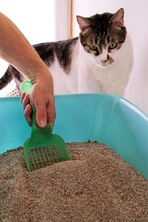 ペット猫のお悩み トイレでない場所での排泄対処法は Newsポストセブン