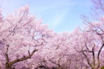 韓国が桜の原産地にこだわる理由とは？