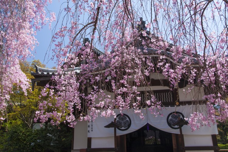 写真 隠れたお花見の名所ここにあり 京都の穴場寺社4選 Newsポストセブン Part 4