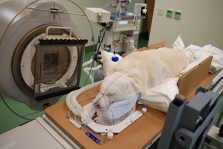 猫の放射線治療費用は60万円 副作用による生活への影響は Newsポストセブン