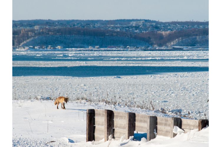 北海道　JR北海道　釧網本線。流氷が見える駅でキツネにも出逢えた幸運