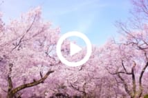 【動画】韓国が「桜の原産地＝韓国」説にこだわり続ける理由は