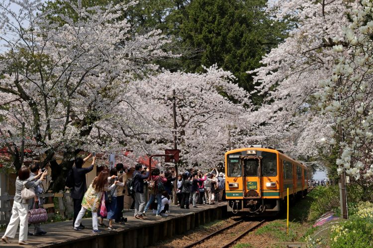 青森県 津軽鉄道 津軽鉄道線。咲き誇る桜で春に賑わう無人駅