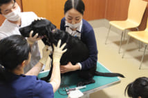 日本動物高度医療センターでは、献血ドナー登録をすると、年2回の定期採血が行われる（写真提供／日本動物高度医療センター）