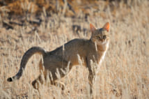 野生のリビアヤマネコ。現代の“飼い猫”や野良猫などと比べ足が長く、体も少し大きい。牛、豚などほかの家畜と違い、猫は自ら人間社会に近づき家畜化された（写真／Getty Images）