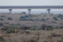 サバンナを突っ切る“中華鉄道”の高架橋。手前には野生のキリン（撮影：安田峰俊）