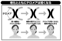 【図解】加齢に伴うテロメアの変化（画像／PIXTA）