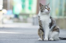 猫の耳に注目すると…（GettyImages）