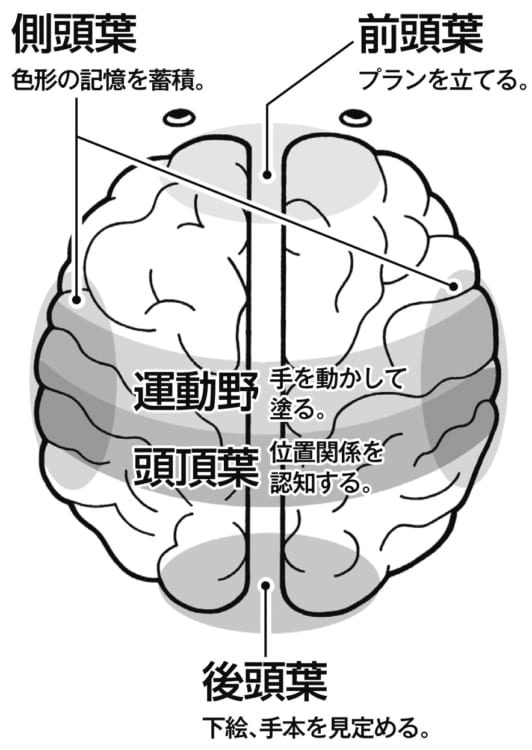 ぬり絵は脳全体を活性化させる（イラスト／オモチャ）