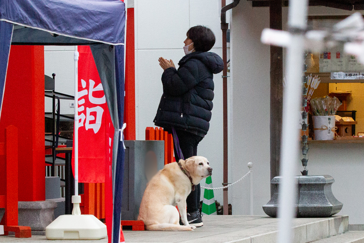 愛犬アリスが癒しの存在に