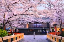 羽田美智子さんがおすすめするのは、祇園白川沿いの桜（写真／アフロ）