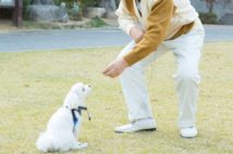 老後の癒やしを求めて飼ったペットの治療費で生活破綻の危機も