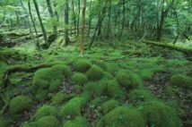 一面コケが群生している富士山最古の登山道