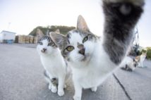 コロナ禍で猫ブームの第2波が（撮影／五十嵐健太）