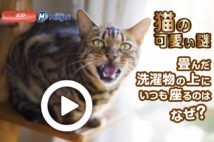 【動画】猫の可愛い謎　畳んだ洗濯物の上にいつも座るのはなぜ？