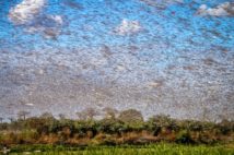 バッタによる食物被害が世界各地で深刻化（写真／GettyImages）