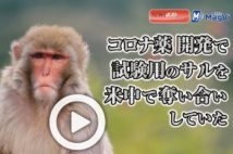 【動画】コロナ薬開発で試験用のサルを米中で奪い合いしていた