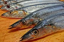 「青い魚」が注目される理由は？（サンマ）