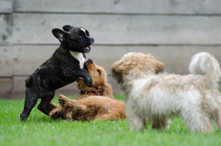 圧倒的に子犬、子猫が人気（イメージ）