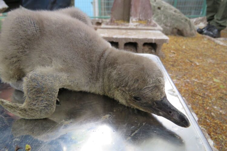 ペンギンの赤ちゃんの体重測定（大阪・天王寺動物園）