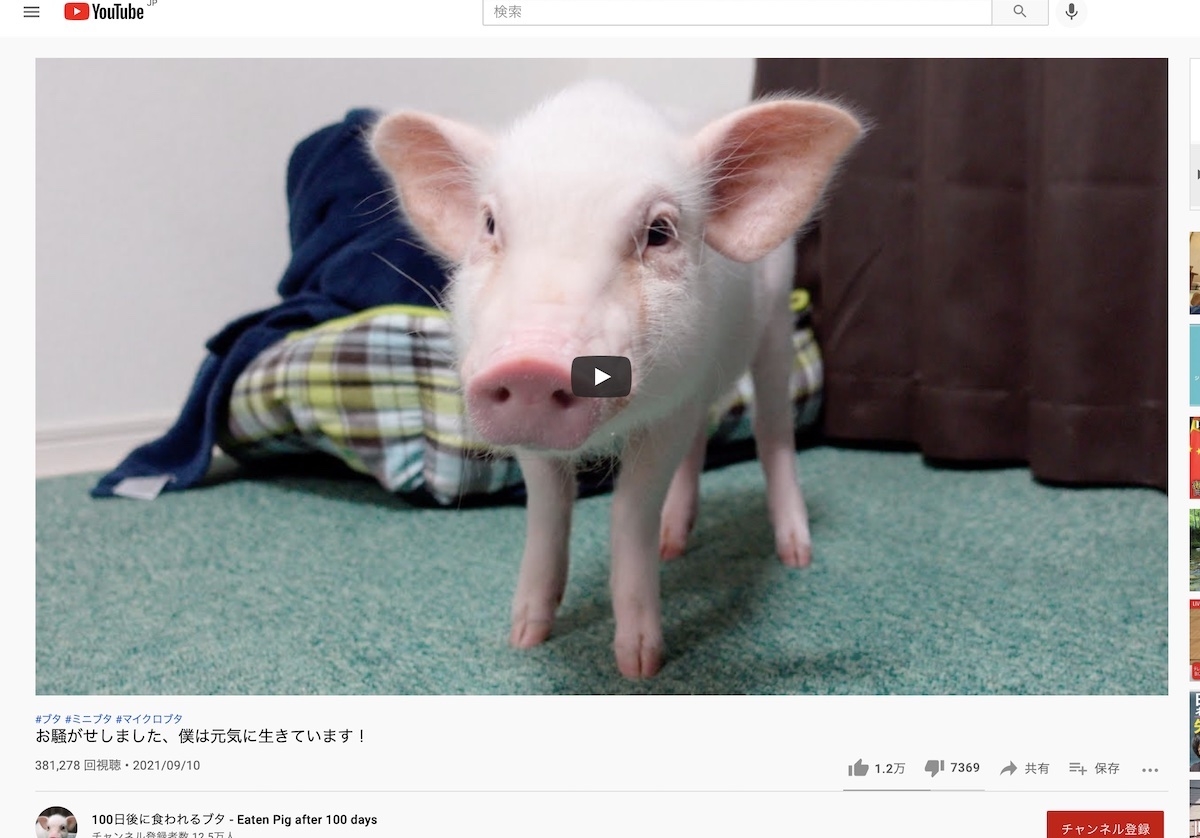 Youtubeに投稿される動物系 残虐動画 越えてはならない一線は Newsポストセブン