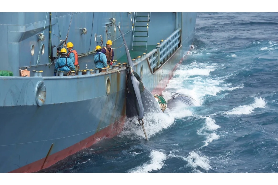 クジラ一筋40年 捕鯨船の船長が語った「情熱」と「人生」｜NEWSポスト 