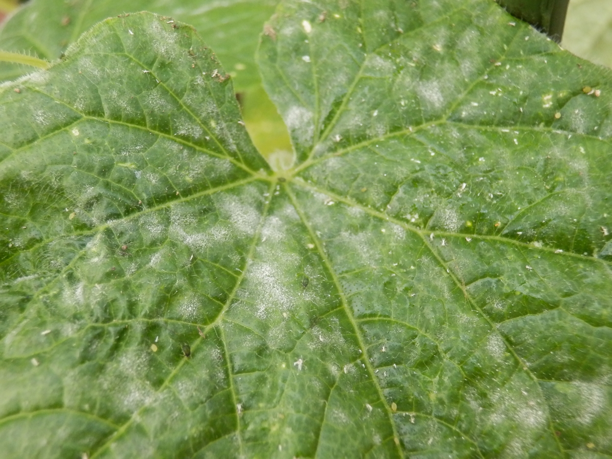 ガーデニング初心者が陥りやすい失敗は 水のやりすぎ 病気 害虫にも注意 Newsポストセブン