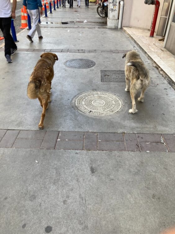 野良犬もチーム行動をする。