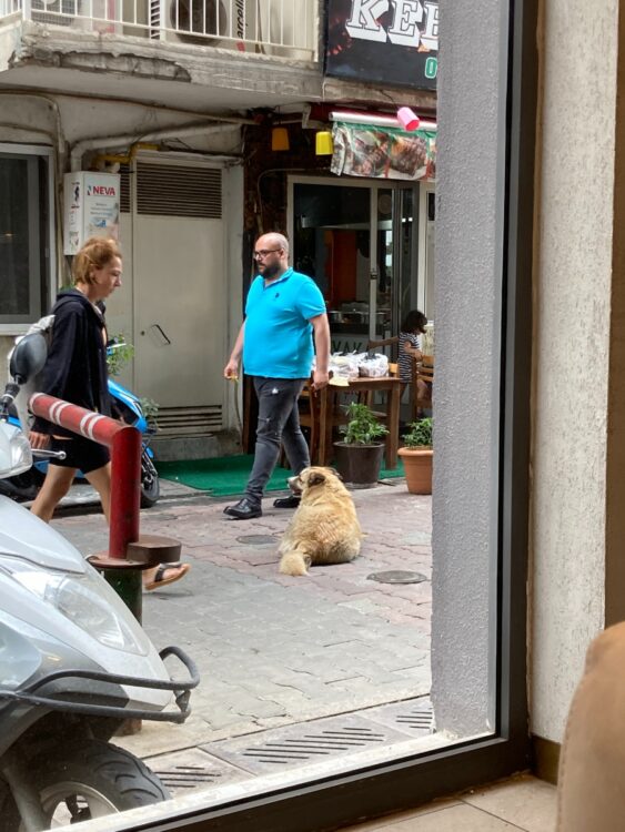 待ちゆく人々が野良犬をリスペクト。