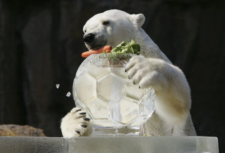 ホッキョクグマ（写真／GettyImages）