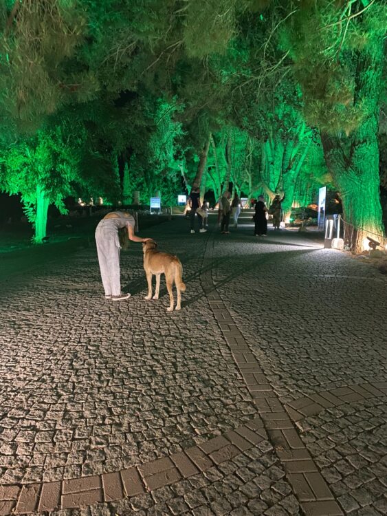 エフェソス遺跡に住む野良犬。