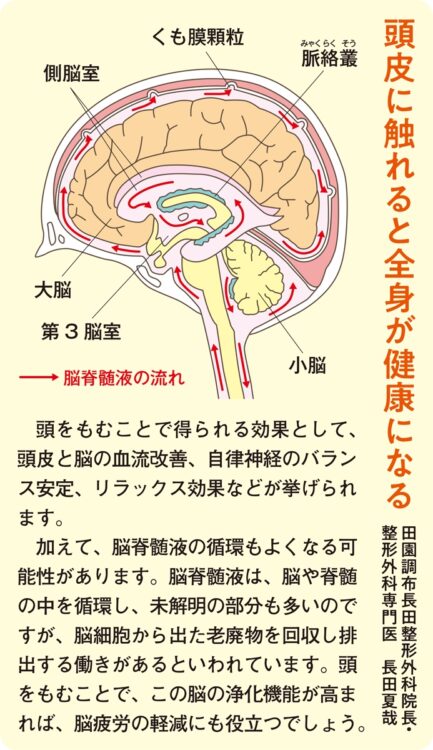 頭皮に触れると全身が健康になる