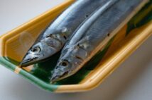 サンマ初競りは「1匹1万円」の異常事態　ニッポンの食卓から「庶民の魚」が消える日