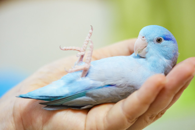 芸能人 コレクション ペット 鳥