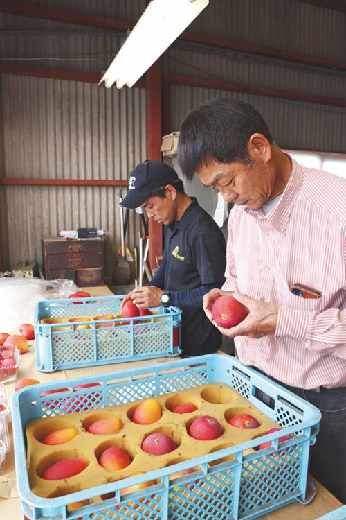 重さ、見た目の色、傷の有無など出荷前のチェックを行なう。岸本さんのハウスは3月下旬から出荷のピークを迎え、多い日は1日2000玉を出荷する