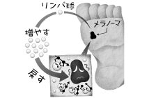 1回の治療ですむTIL療法に注目が集まる（イラスト／いかわやすとし）