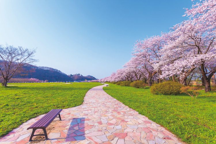 北上展勝地（岩手県北上市）。「みちのく三大桜名所」に数えられる。北上川左岸に約2キロ続く桜並木の眺めは圧巻。今年の見頃は4月中旬～下旬が予想される