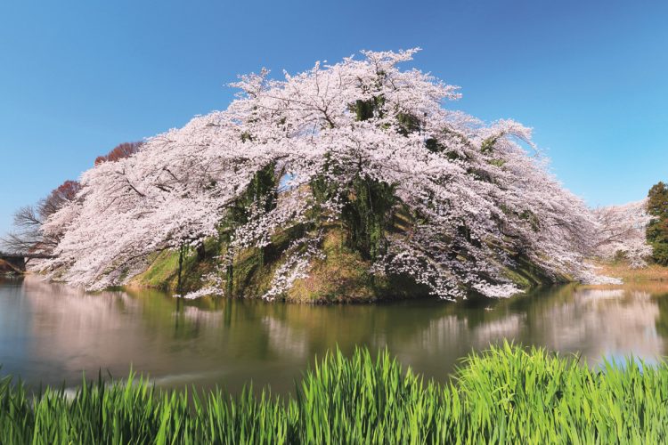 霞城公園 （山形県山形市）。山形城跡を整備した霞城公園はソメイヨシノを中心に約1500本が咲く山形市随一の桜の名所。今年の見頃は4月上旬～中旬が予想される