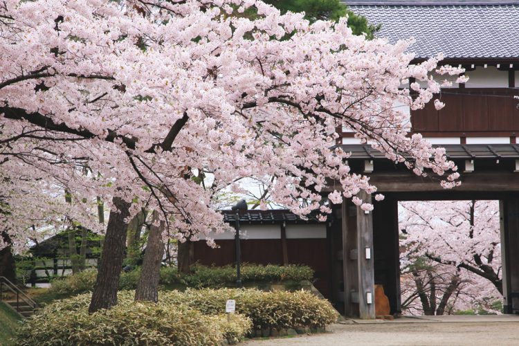 千秋公園 （秋田県秋田市）。秋田藩主佐竹氏の居城跡である千秋公園ではソメイヨシノなど約700本の桜が春の到来を告げる。今年の見頃は4月中旬～下旬が予想される