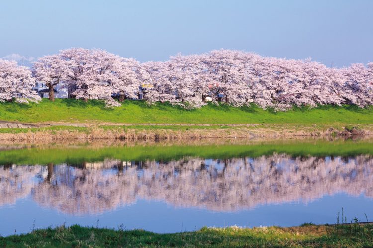 白石川堤一目千本桜 （宮城県大河原町）。蔵王連峰を背景に約1200本の桜が春の絶景を見せる。「桜のトンネル」の散策も楽しい。今年の見頃は3月下旬～4月上旬が予想される